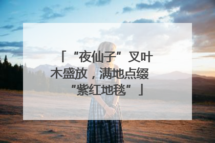 “夜仙子”叉叶木盛放，满地点缀“紫红地毯”