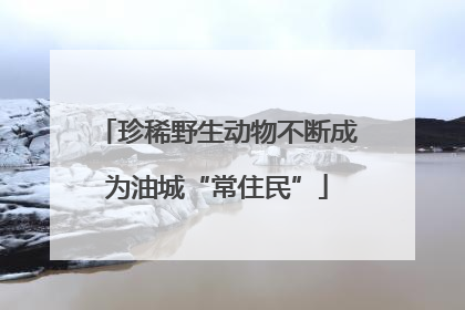 珍稀野生动物不断成为油城“常住民”