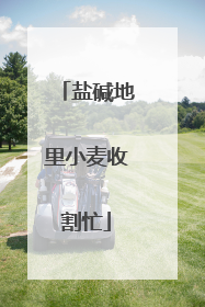 盐碱地里小麦收割忙