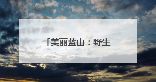 美丽蓝山：野生合欢花绽放 浪漫景致醉人心