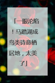一眼沦陷！马踏湖成鸟类诗意栖居地，太美了