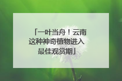一叶当舟！云南这种神奇植物进入最佳观赏期