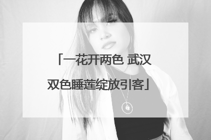 一花开两色 武汉双色睡莲绽放引客