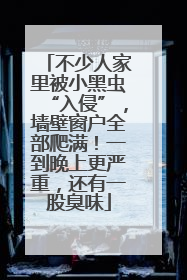 不少人家里被小黑虫“入侵”，墙壁窗户全部爬满！一到晚上更严重，还有一股臭味