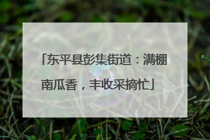 东平县彭集街道：满棚南瓜香，丰收采摘忙