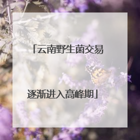 云南野生菌交易逐渐进入高峰期
