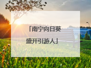 南宁向日葵盛开引游人