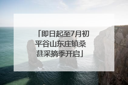 即日起至7月初 平谷山东庄镇桑葚采摘季开启