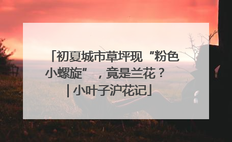 初夏城市草坪现“粉色小螺旋”，竟是兰花？ | 小叶子沪花记