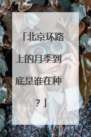 北京环路上的月季到底是谁在种？
