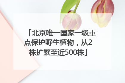 北京唯一国家一级重点保护野生植物，从2株扩繁至近500株