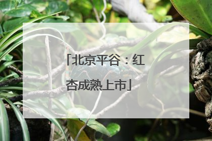 北京平谷：红杏成熟上市