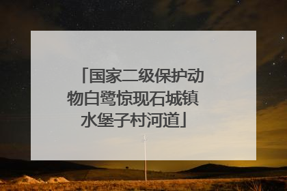 国家二级保护动物白鹭惊现石城镇水堡子村河道