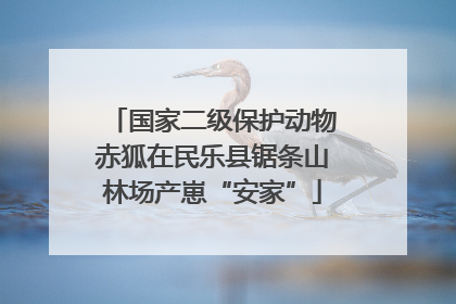 国家二级保护动物赤狐在民乐县锯条山林场产崽“安家”