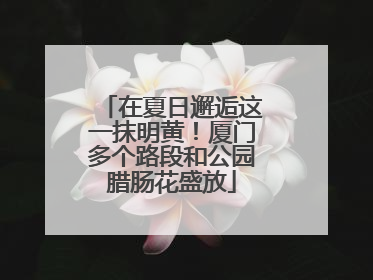 在夏日邂逅这一抹明黄！厦门多个路段和公园腊肠花盛放