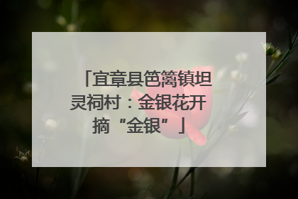 宜章县笆篱镇坦灵祠村：金银花开摘“金银”