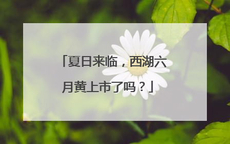 夏日来临，西湖六月黄上市了吗？