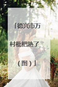 德兴市万村枇杷熟了（图）
