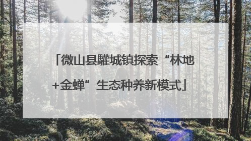 微山县驩城镇探索“林地+金蝉”生态种养新模式