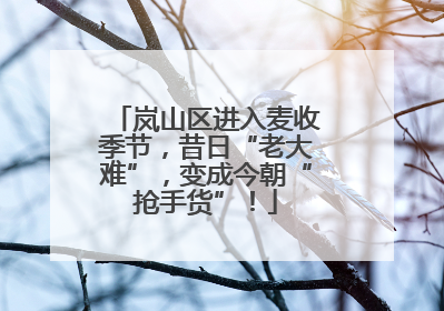 岚山区进入麦收季节，昔日“老大难”，变成今朝“抢手货”！
