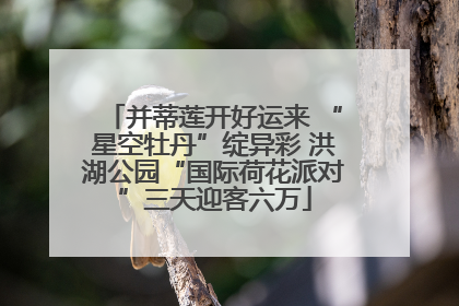 并蒂莲开好运来 “星空牡丹”绽异彩 洪湖公园“国际荷花派对”三天迎客六万