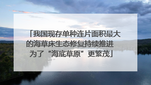 我国现存单种连片面积最大的海草床生态修复持续推进 为了“海底草原”更繁茂