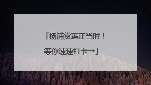 杨浦赏莲正当时！等你速速打卡→