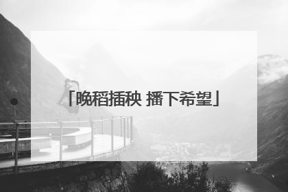 晚稻插秧 播下希望