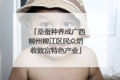 桑蚕种养成广西柳州柳江区民众增收致富特色产业