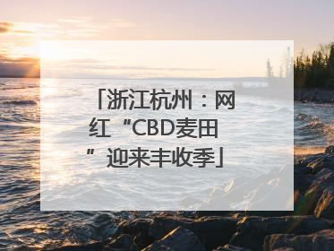 浙江杭州：网红“CBD麦田”迎来丰收季
