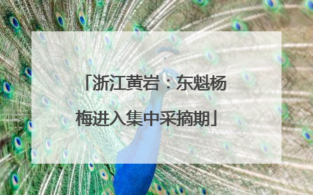 浙江黄岩：东魁杨梅进入集中采摘期