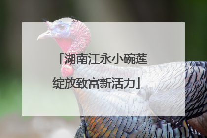 湖南江永小碗莲绽放致富新活力
