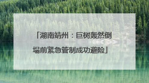 湖南靖州：巨树轰然倒塌前紧急管制成功避险