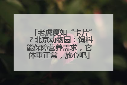 老虎瘦如“卡片”？北京动物园：饲料能保障营养需求，它体重正常，放心吧