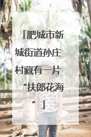 肥城市新城街道孙庄村藏有一片“扶郎花海”