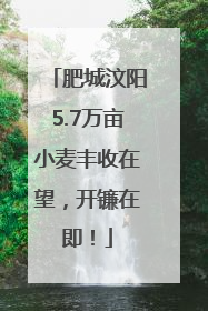 肥城汶阳5.7万亩小麦丰收在望，开镰在即！