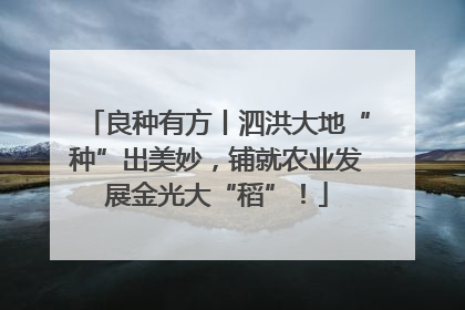 良种有方丨泗洪大地“种”出美妙，铺就农业发展金光大“稻”！