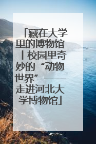 藏在大学里的博物馆丨校园里奇妙的“动物世界”——走进河北大学博物馆