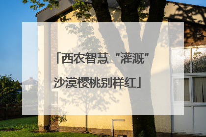 西农智慧“灌溉” 沙漠樱桃别样红