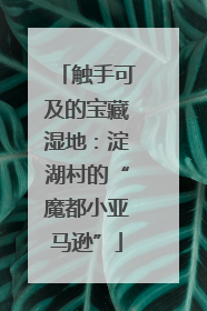 触手可及的宝藏湿地：淀湖村的“魔都小亚马逊”