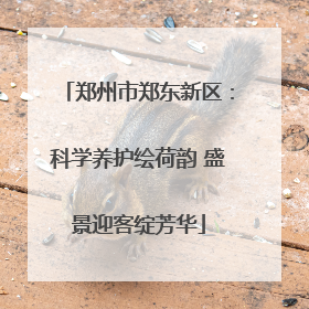 郑州市郑东新区：科学养护绘荷韵 盛景迎客绽芳华