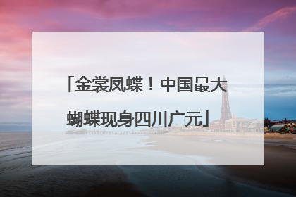金裳凤蝶！中国最大蝴蝶现身四川广元