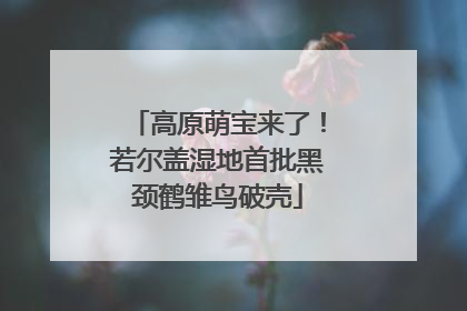高原萌宝来了！若尔盖湿地首批黑颈鹤雏鸟破壳