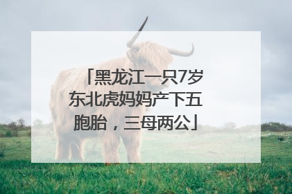 黑龙江一只7岁东北虎妈妈产下五胞胎，三母两公