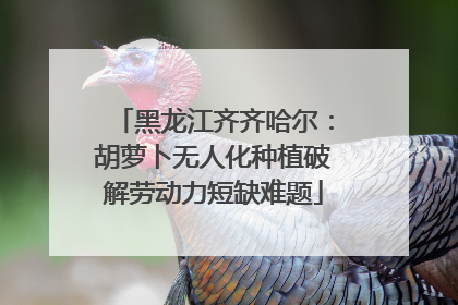 黑龙江齐齐哈尔：胡萝卜无人化种植破解劳动力短缺难题