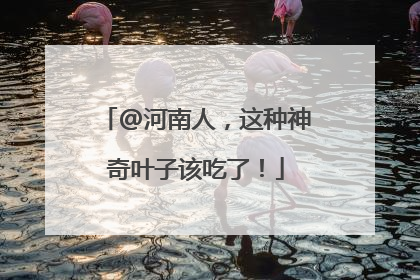 @河南人，这种神奇叶子该吃了！